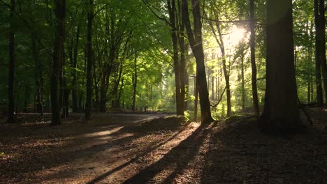 camino del bosque iluminado por el sol