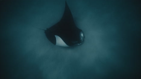 Manta-Rochen,-Der-Mit-Den-Flügeln-Schlägt-Und-Seine-Weiße-Unterseite-Auf-Dem-Sandboden-Des-Ozeans-Zur-Schau-Stellt