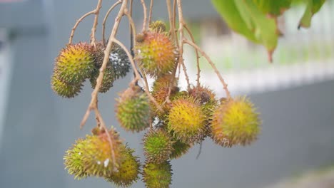 close up of rambutan fruit