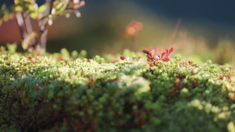 soft forest undergrowth lit by the warm morning sun