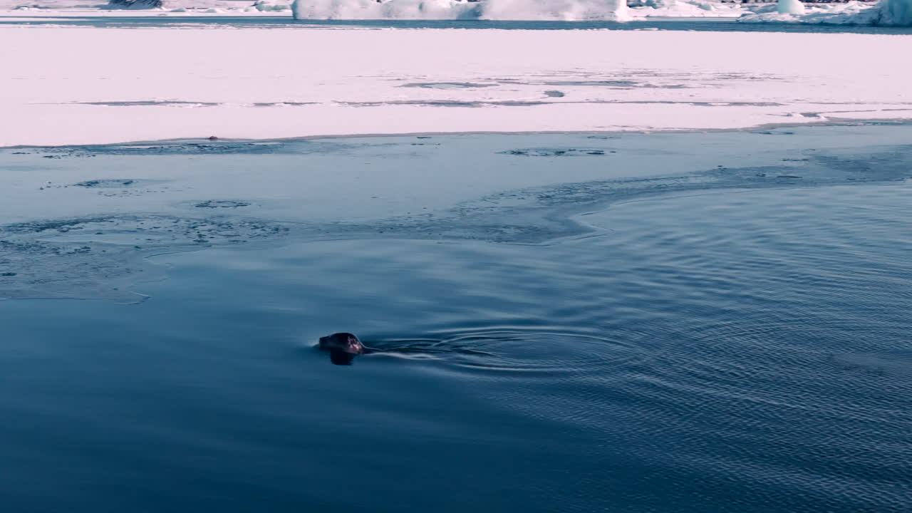 얼어붙은 해변을 향해 천천히 헤엄치는 해파리, jökulsárlón 아이슬란드 낮