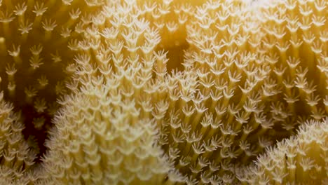 close up shot of soft coral moving with the water surge on koh tao,thailand