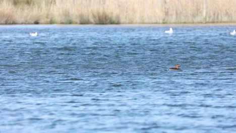 Duck-wading-in-a-lake---4k