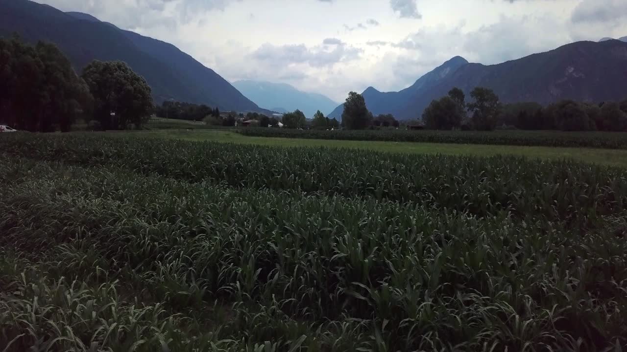 Veduta aerea di un campo agricolo a Levico Terme, Italia, all'alba, con drone che vola all'indietro a bassa quota.