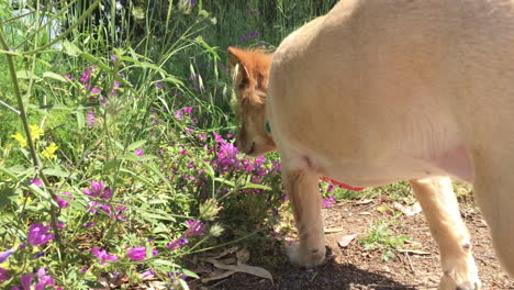 footage of medium sized breed dog playing in a meadow at athens, greece