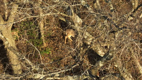 Above-View-Of-Deers-Through-Dried-Forest-Woods-In-Summertime