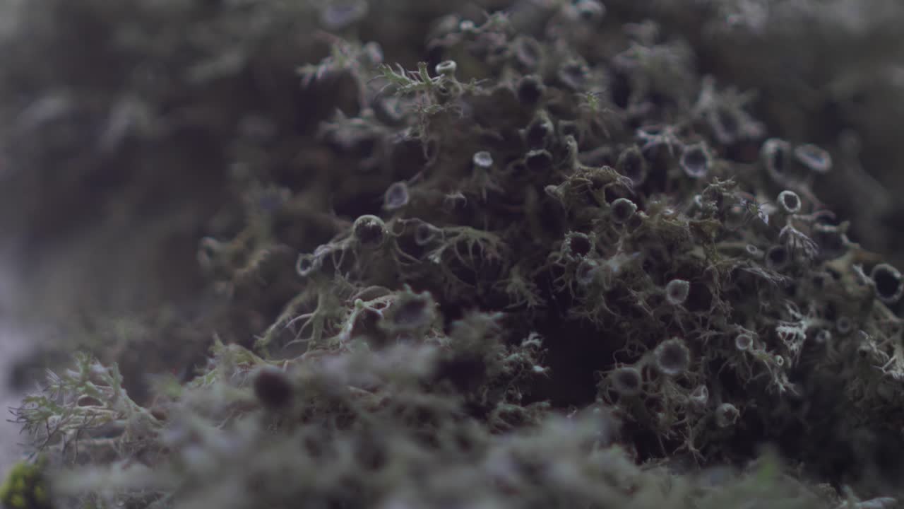 In the Doftana Valley in Romania we can find tree moss with diferent colours green or brown of different shapes and colors.