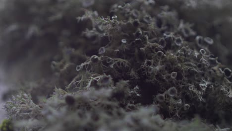 in the doftana valley in romania we can find tree moss with diferent colours green or brown of different shapes and colors.