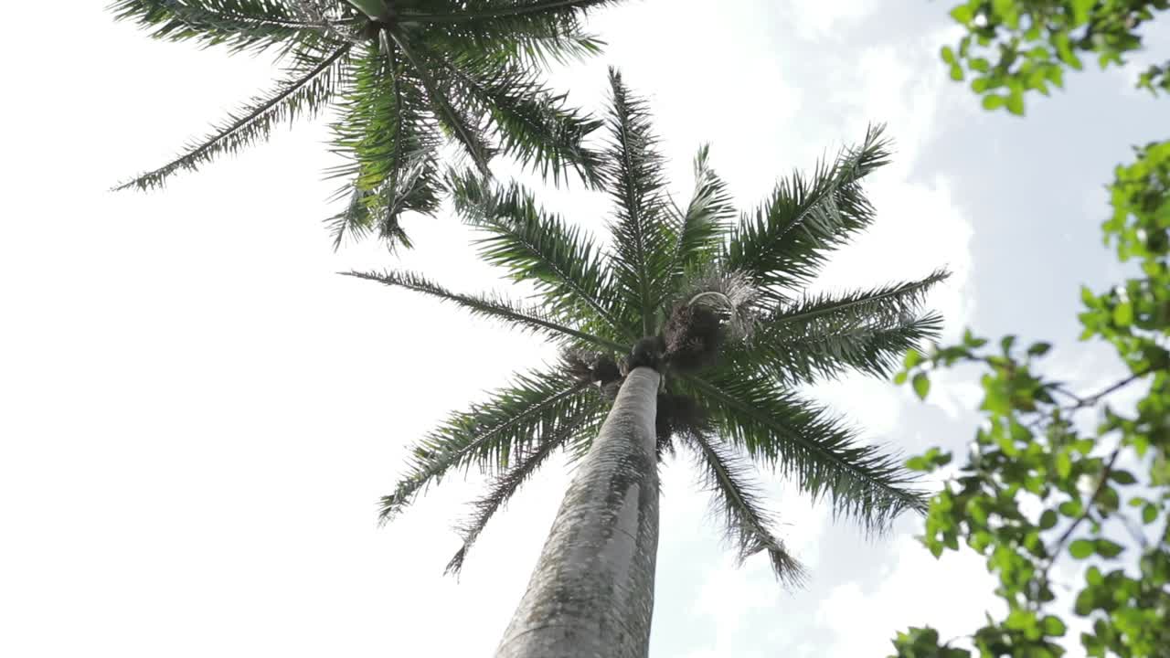 palmera tropical tarde soleada en belice selva parallax spin cámara lenta