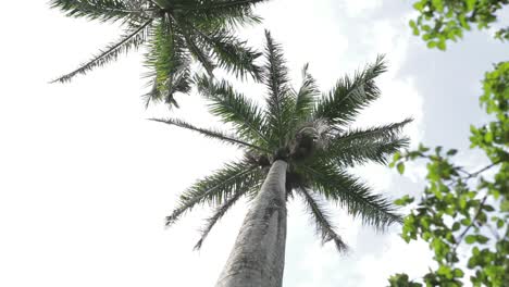 tropical palm tree sunny afternoon in belize jungle parallax spin slow motion