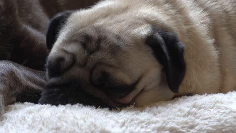 Pug-Dormido-Filmado-En-4k-A-24fps