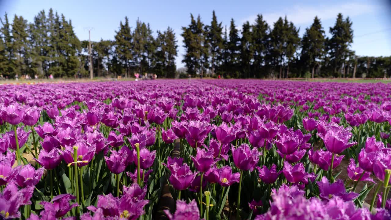 vibrant purple Jonquières tulips in full bloom in a meadow in Vaucluse