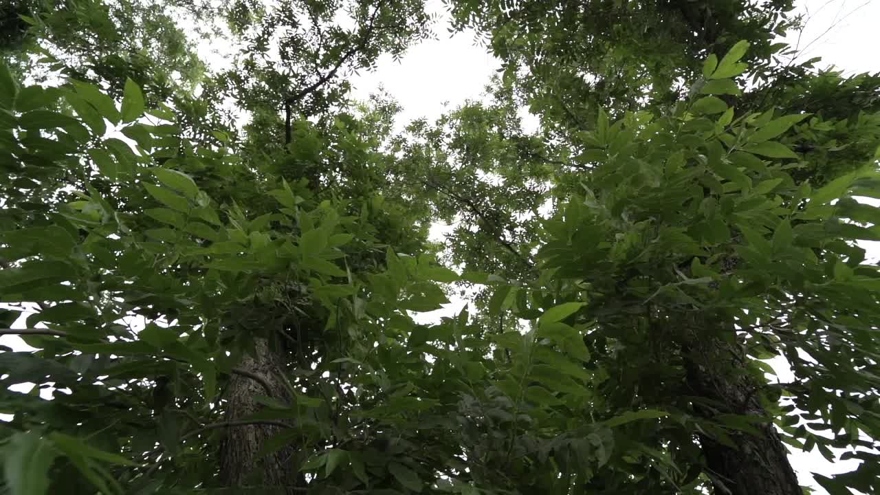 wide-angle closeup shot of a dense tree canopy in the forest