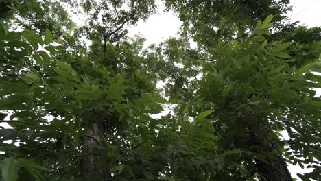 wide-angle closeup shot of a dense tree canopy in the forest