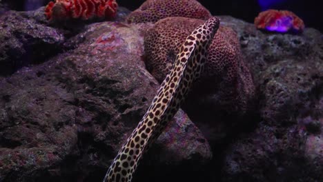 la anguila se mueve entre las rocas y los corales