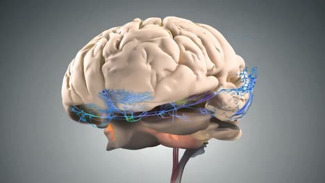 human brain anatomy: a detailed 3d model