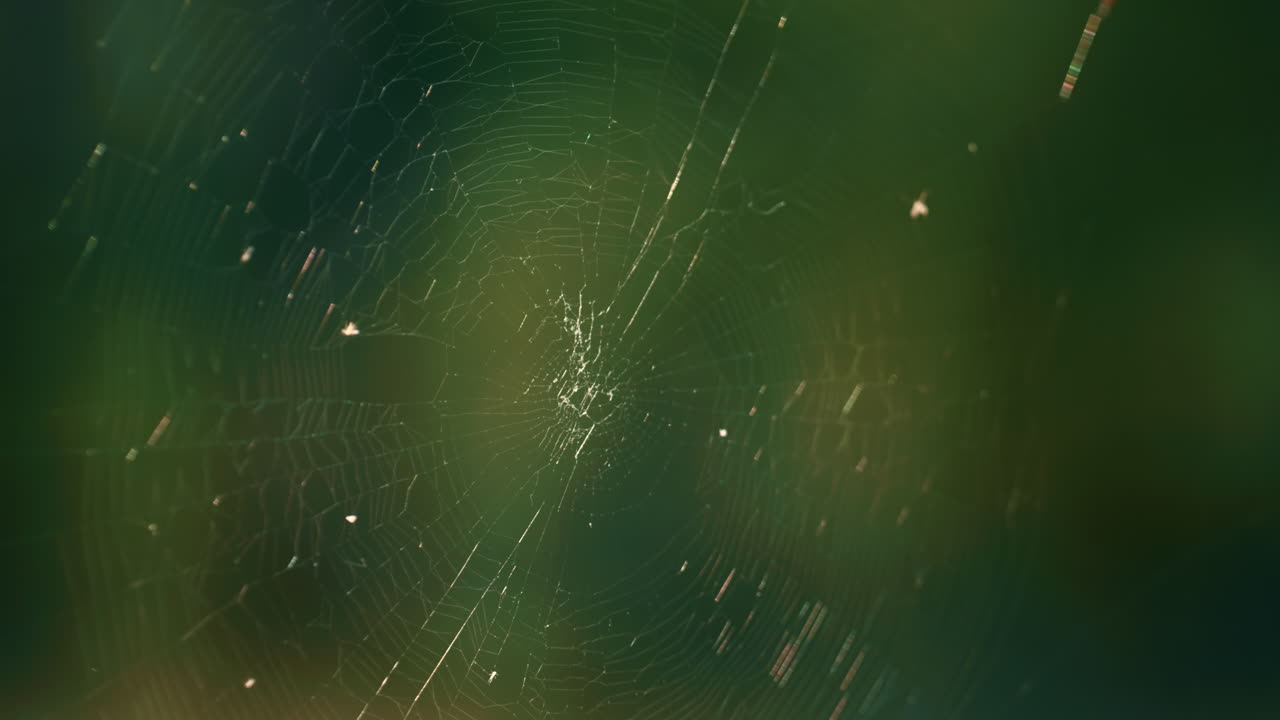 delgada tela de araña del bosque balanceándose en la temporada de primavera en los bosques del campo soleado.