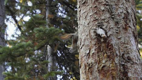 Close up slow motion shot of a cute bushy squirrel standing on the side of a large pine tree interested in something below and waving it's tail from a beautiful campground in Utah on a summer morning