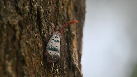 La-Cámara-Se-Acerca-Mientras-Este-Insecto-Descansa-Sobre-La-Corteza-De-Este-árbol-En-Lo-Profundo-Del-Bosque,-Chinche-Linterna-Pyrops-Ducalis,-Tailandia