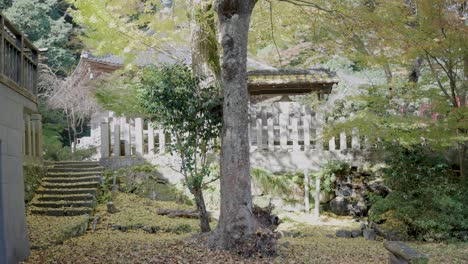 Otoño-En-Japón,-Ciudad-De-Kinosaki-Onsen,-Hojas-De-Ginkgo-En-Los-Terrenos-Del-Templo