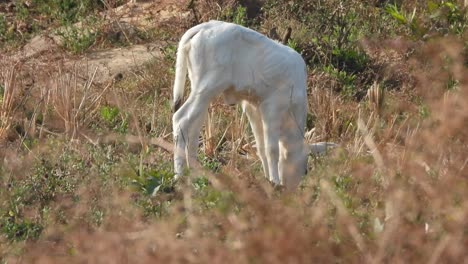 hermoso bebé vaca cordero en hierba