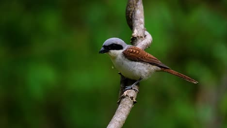 The-Tiger-Shrike-got-its-name-from-the-Tiger-like-pattern-on-its-feathers-as-it-is-also-a-predator-of-a-bird-that-feeds-on-insects,-very-small-mammals,-and-even-birds-of-its-size