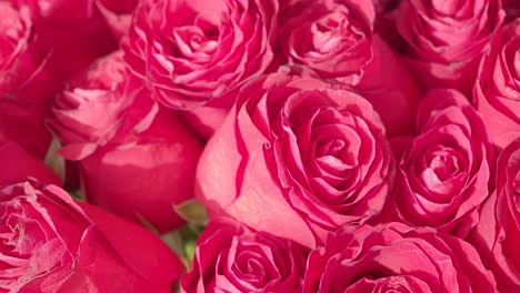 close-up of pink roses