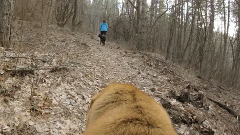 Two-dogs-folloing-their-owner-on-mountain-trail-in-forest