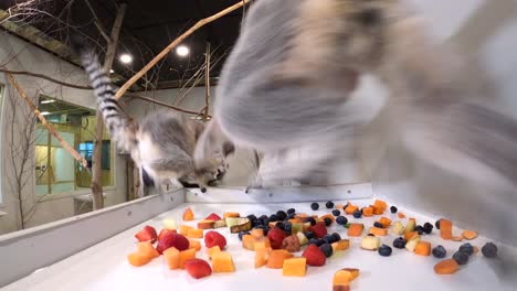 lemurs hidden camera chases friend away in slow motion jump cute