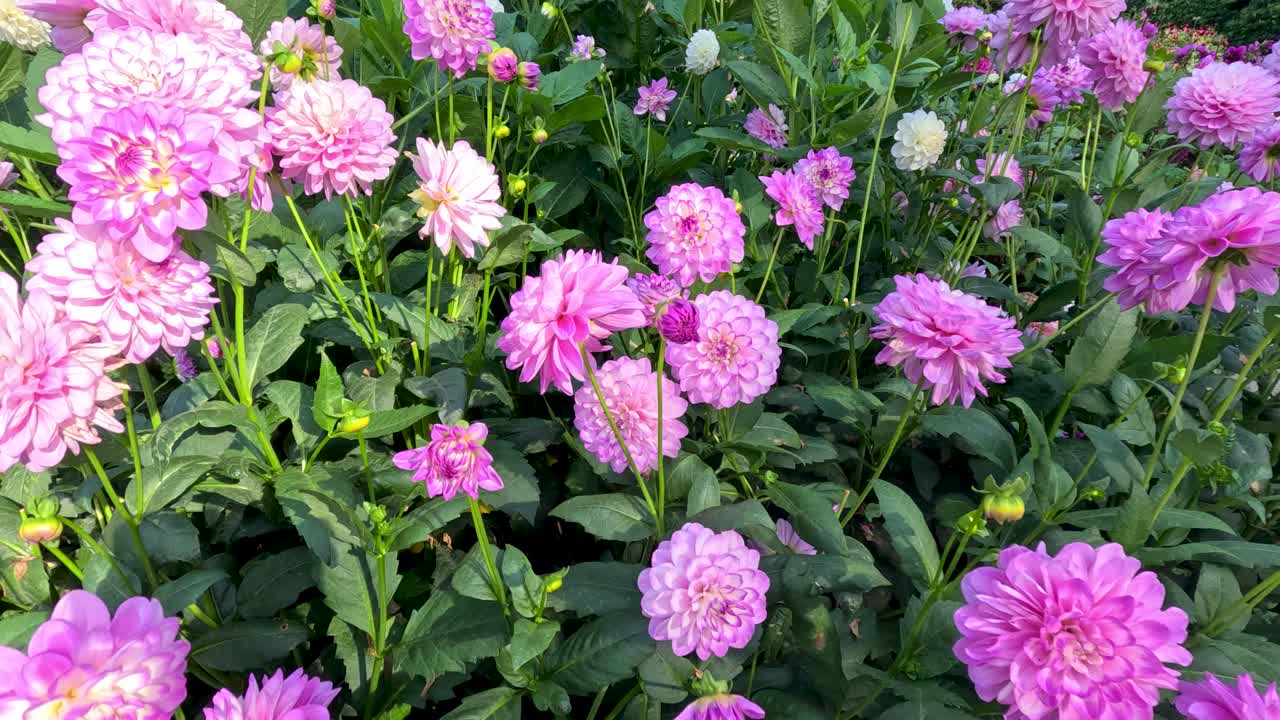 Camera slowly pans across vibrant pink dahlia flowers in lush botanical garden, with natural daylight highlighting vivid colors and dense green foliage