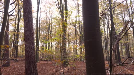 low level flight inside autumn forest