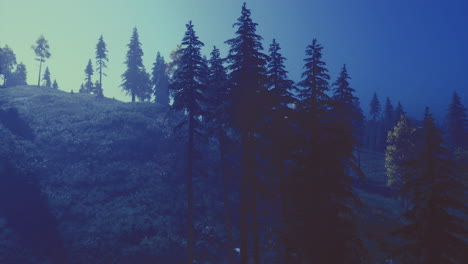 misty mountain forest scene