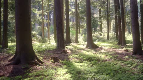 forest in spring