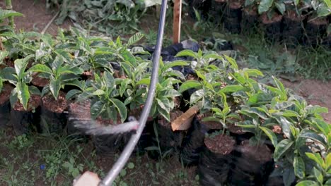 Coffee-plants-irrigated-slow-motion