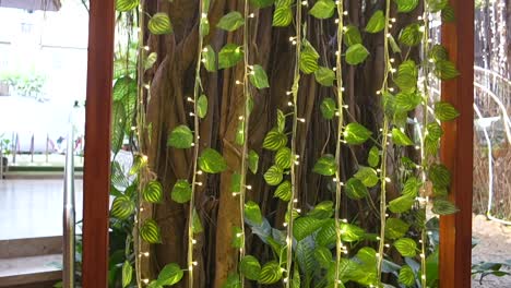 beautifully decoration with money plant in front of restaurent closeup view