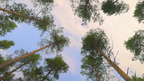 bottom view of pine trees swaying in a strong wind.