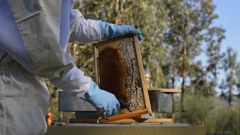 crop farmer combing hive in bee yard