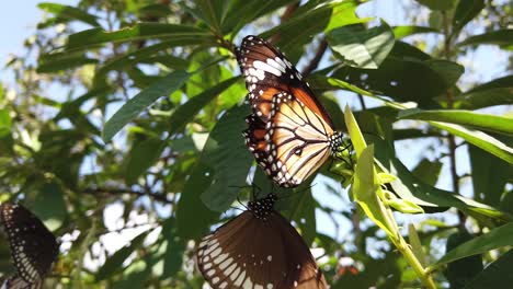 monarch butterfly in its natural habitat during spring in india - white, orange, brown - black patterned - two butterflies slow motion