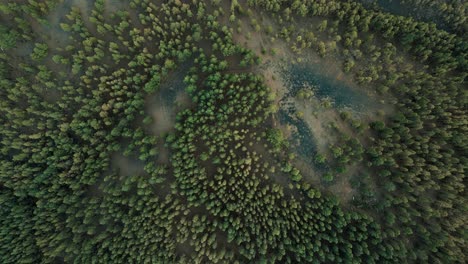 Top-Down-Aerial-Spinning-Shot-of-Beautiful-Green-Treetops-in-Tenerife-Spain,-Breathtaking-View