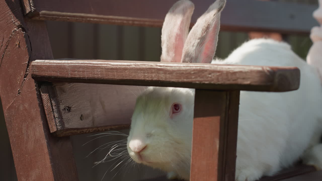 Rabbit Munching Outdoors, Closeup Of Rabbit With Twitching Whiskers, Gentle Outdoor Scene Featuring Nibbling White Rabbit, Serene Countryside Setting With White Rabbit Delicately Chewing Wood