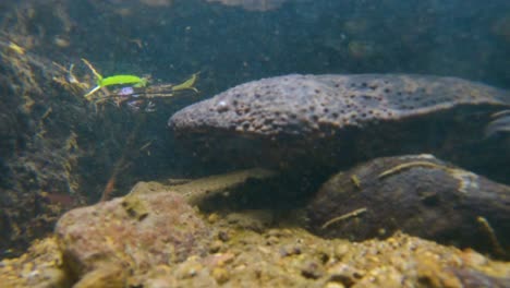 Japanischer-Riesensalamander-Unter-Wasser-Im-Fluss-In-Der-Präfektur-Tottori