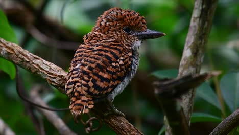 un martín pescador de árboles y una de las aves más hermosas que se encuentran en tailandia dentro de las selvas tropicales