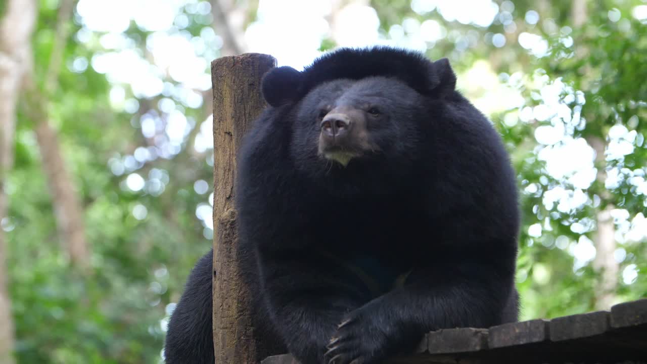 oso negro en un zoológico