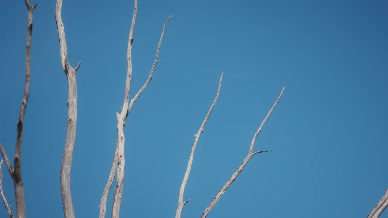 Galhos cinzentos de árvores sem folhas apontando para cima em um céu ensolarado e brilhante.