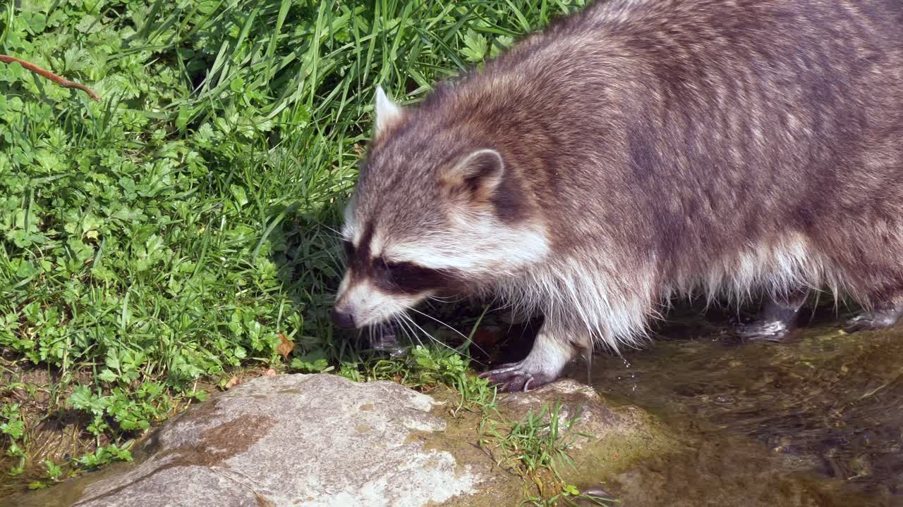 mapache caminando en un pequeño río durante la luz del sol y buscando comida