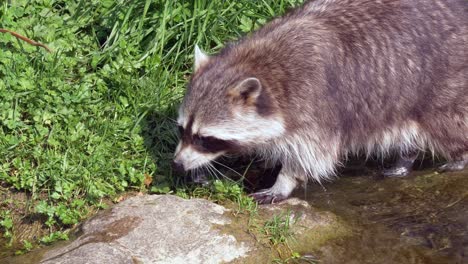 racoon walking in small river during sunlight and searching for food