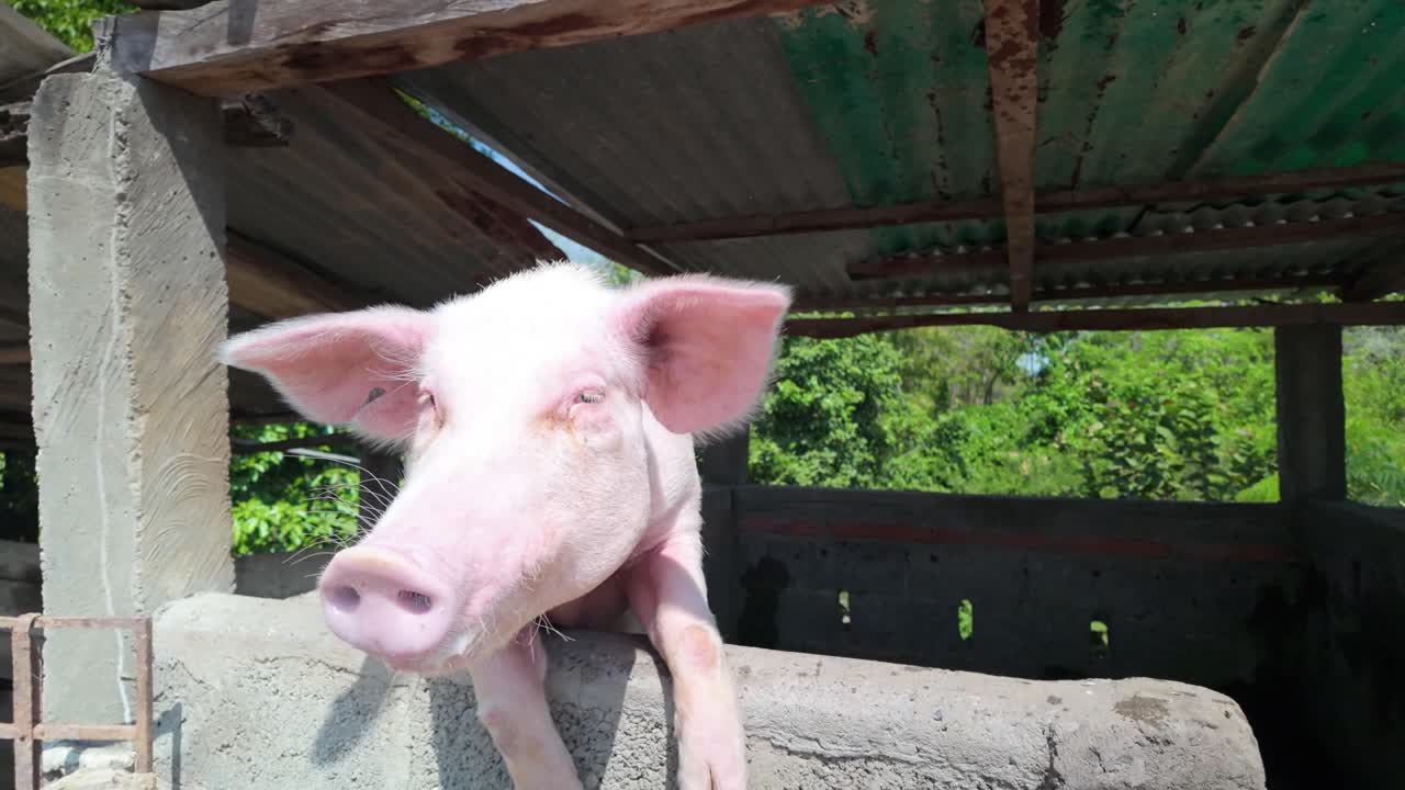 Close-up of a Pink Pig Looking Over a Concrete Wall