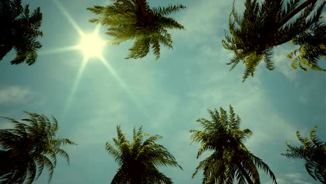 driving through palm tree alley