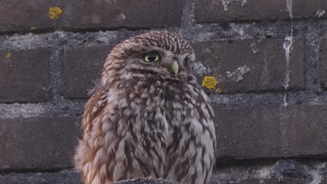 little owl sitting and resting against brick wall, urban bird life - low angle shot