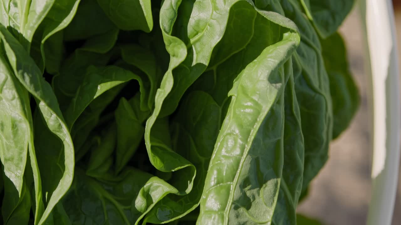 Close-up video shot of fresh green spinach leaves, captured from a top-down angle